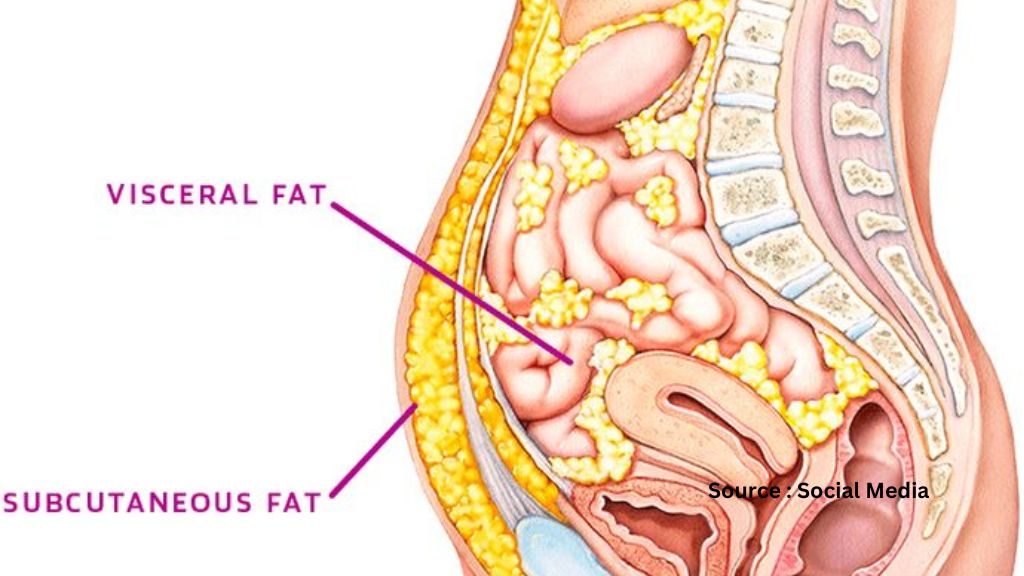 क्या है विसेरल फैट और कैसे इसे कण्ट्रोल करे?
